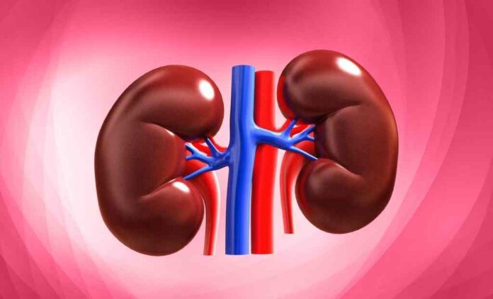 Good lifestyle can be extremely helpful in kidney-related diseases.